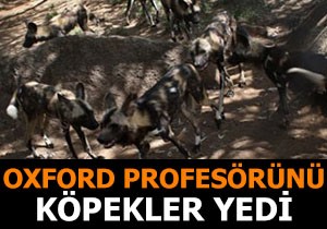 Oxford profesörünü köpekler yedi